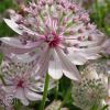 Astrantia Buckland